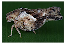 FLOW planthopper fulgoroidea fulgoromorpha insect